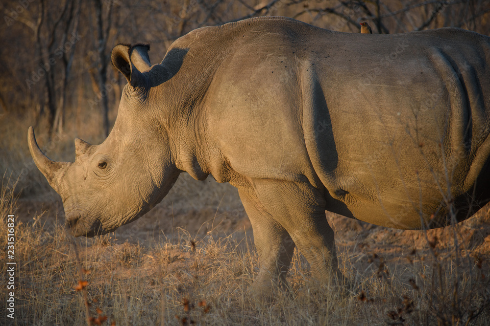 Fototapeta premium Nosorożec biały w Afryce Południowej