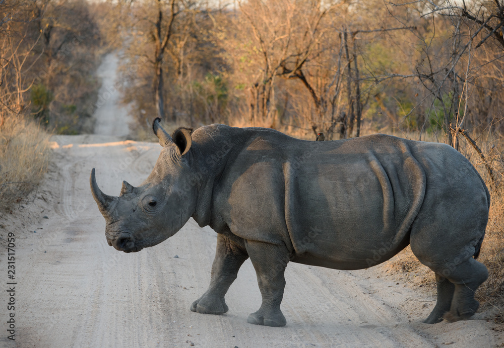 Fototapeta premium Chodzący biały nosorożec