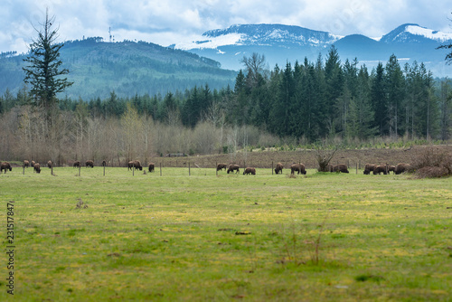 herd of bisons grazing in field of mountains
