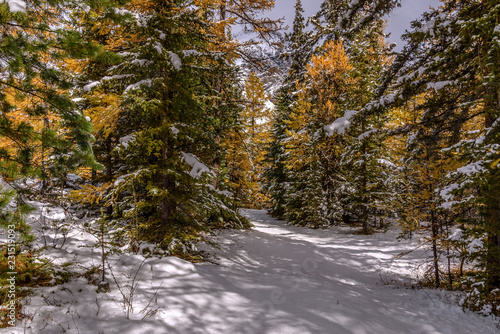 forest snow path autumn mountain