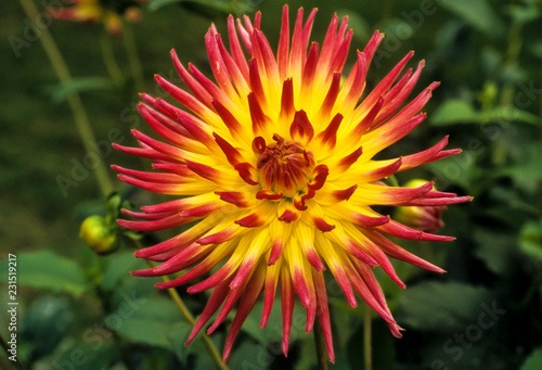 Fototapeta Naklejka Na Ścianę i Meble -  Dahlia décoratif, variété Cameleon