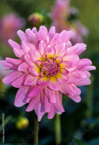 Fototapeta Naklejka Na Ścianę i Meble -  Dahlia décoratif, variété Londres