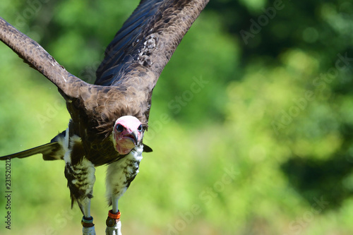 Hooded vulture (necrosyrtes monachus) in flight photo