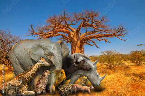 Baobab tree in Musina Nature Reserve, one of the largest collections of baobabs in South Africa with Big Five and wild african animals on savannah landscape. African safari scene. Wallpaper background