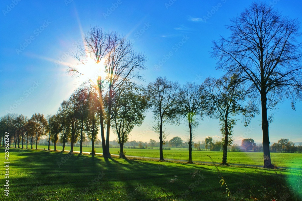 Fototapeta premium Drzewa