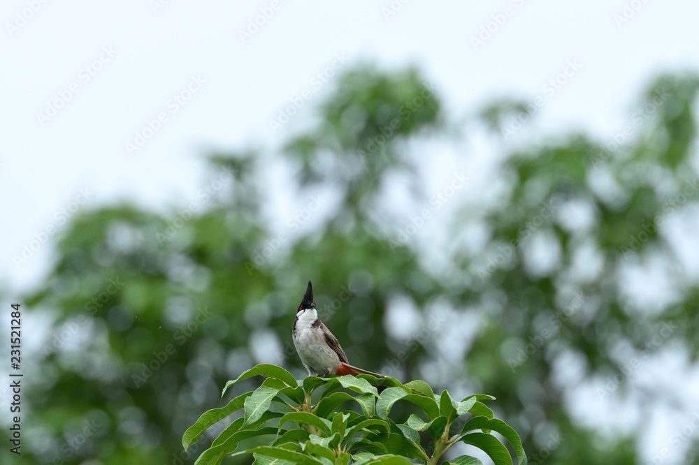 Fototapeta premium Red whiskered bulbul