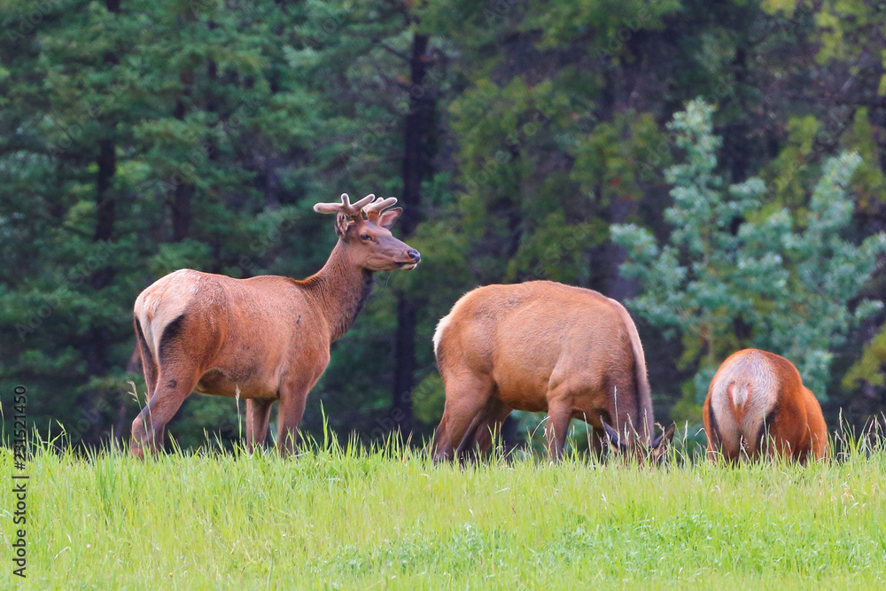 Fototapeta premium Wild White-tailed Deer at Banff National Park, Alberta, Canada.