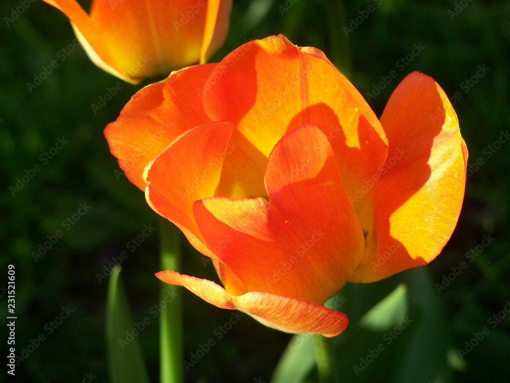tulips in the garden tulips in the garden
