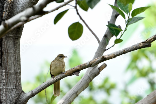 Streak - eared bulbul © pichaitun