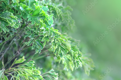 blur background,nature leaf pattern,Closeup nature view of green leaf on blurred greenery background in garden with copy space using as background.