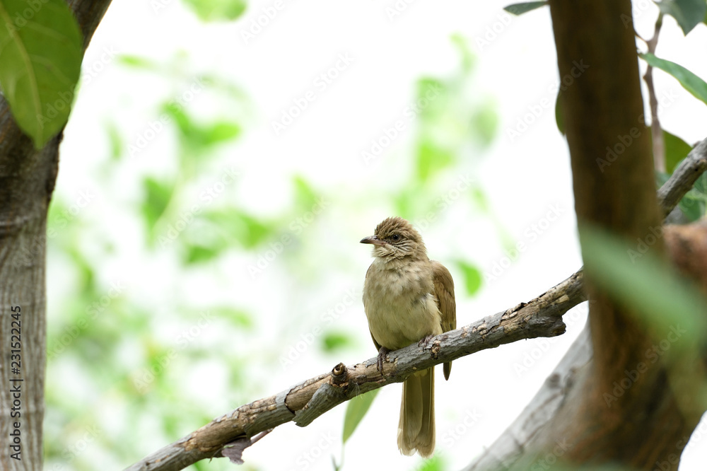 Fototapeta premium Streak - eared bulbul
