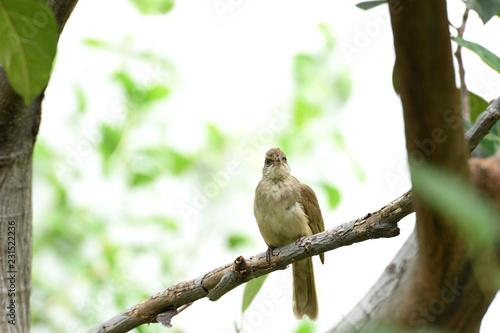 Streak - eared bulbul