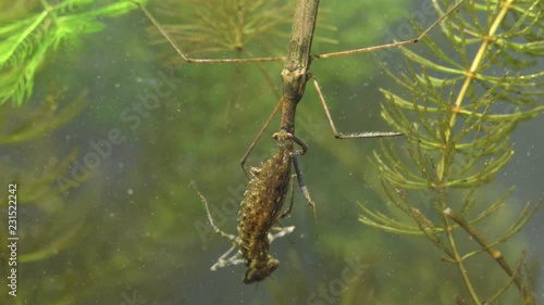 Water Stick Insect - Ranatra linearis under water with caught prey - dragonfly larva photo