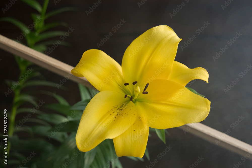Obraz premium yellow lily bud