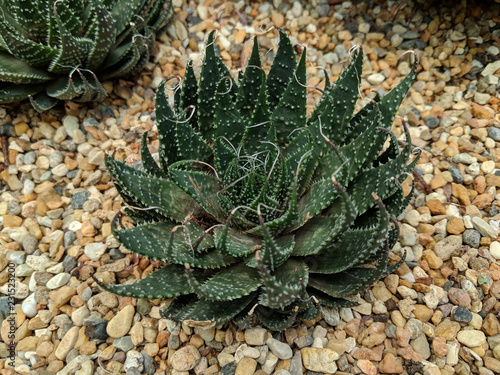 Close up shot of Aloe Vera plant