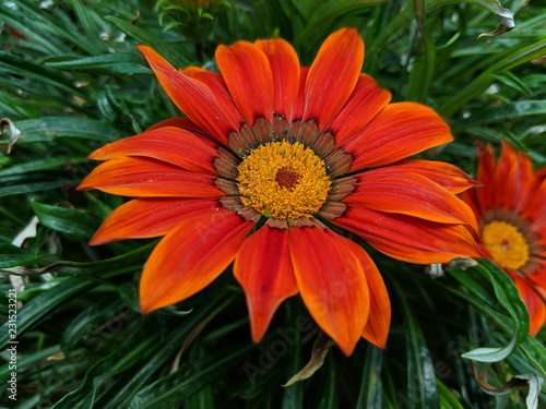 Close up shot of Gazania New Day Red Shades (African Daisy)