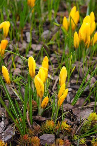 Yellow buds of crocus or shafran flower with green grass