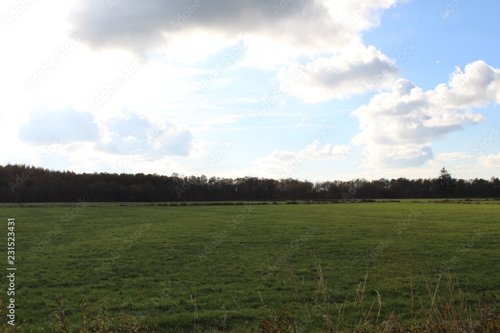 A sunny day in the bog in East Friesland