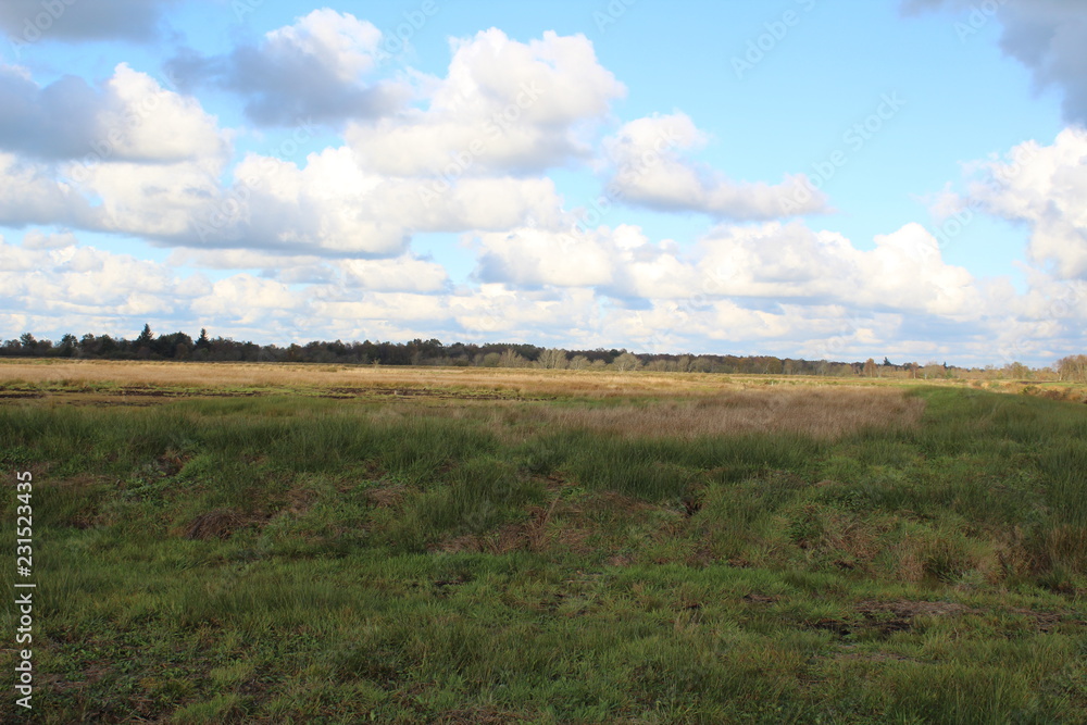 A sunny day in the bog in East Friesland