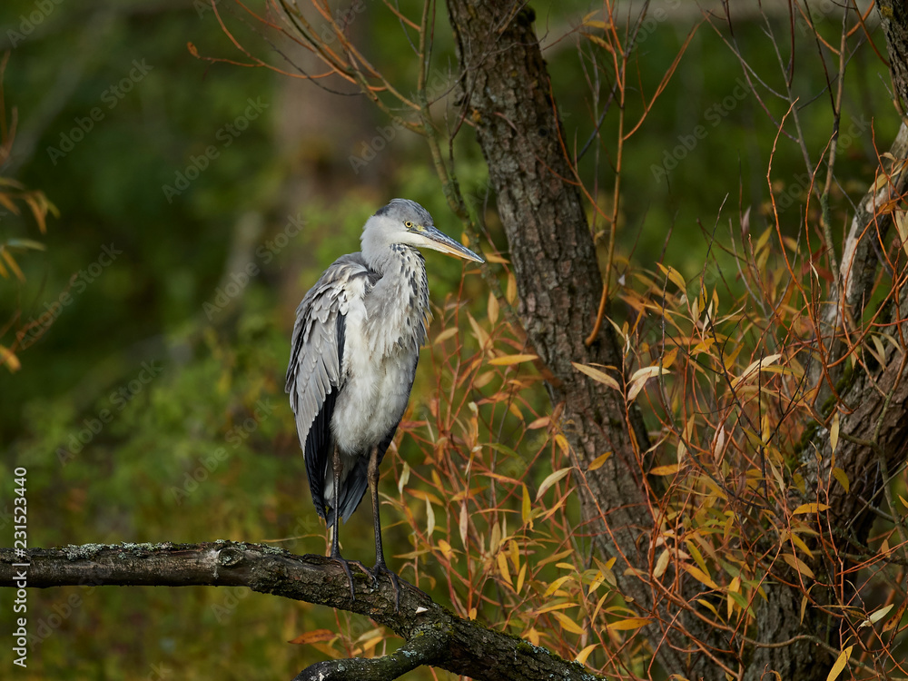 Fototapeta premium Grey Heron (Ardea cinerea)