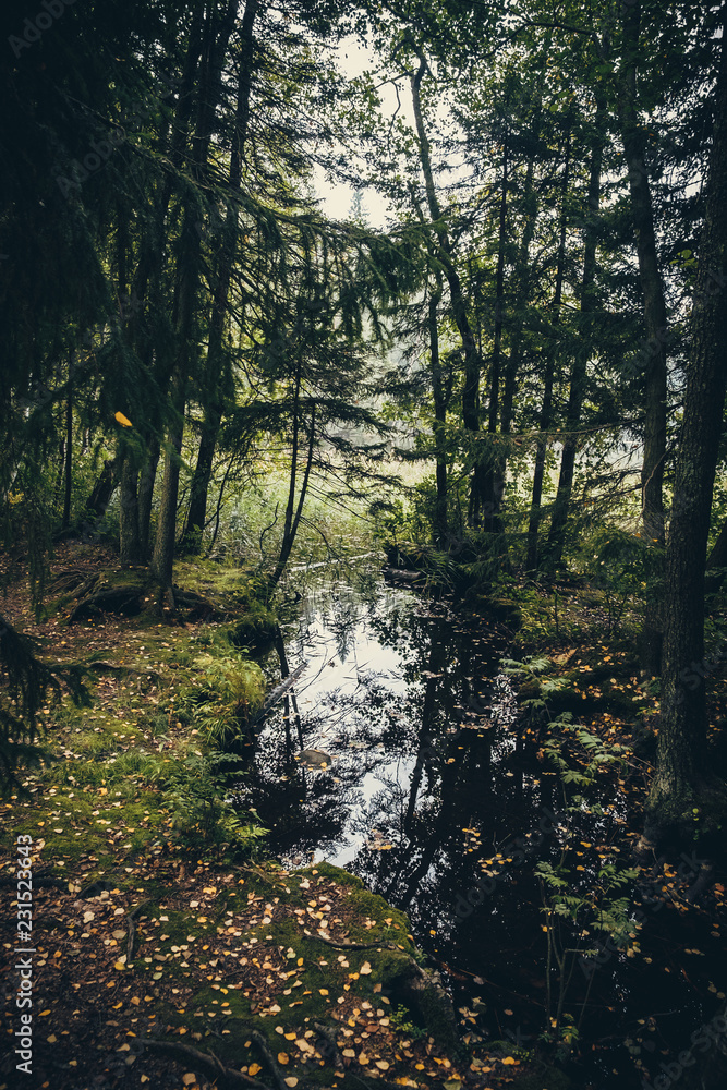 Obraz premium Little lake in the forest