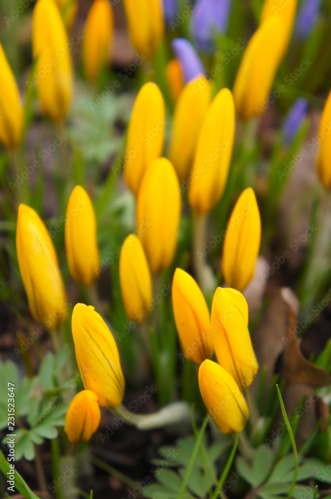 Fototapeta premium Yellow buds of crocus or shafran flower close up