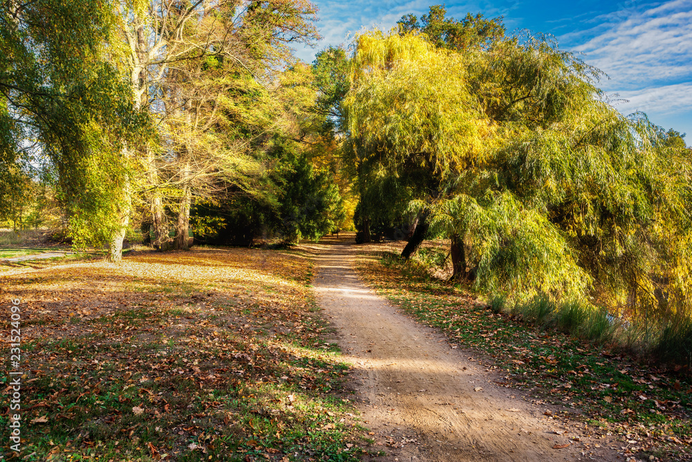 Fototapeta premium Herbstweg
