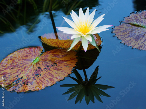 Fototapeta Naklejka Na Ścianę i Meble -  White water lily and lily pads on pond