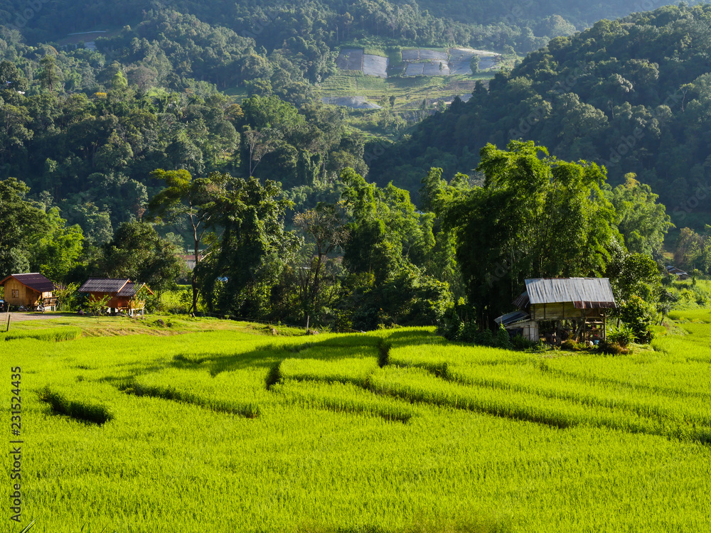 Fototapeta premium The step rice field in north of Thailand