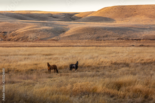 Two horses on the prairie at twilight. Clean simple image.
