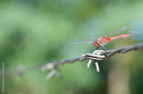 Red dragonfly