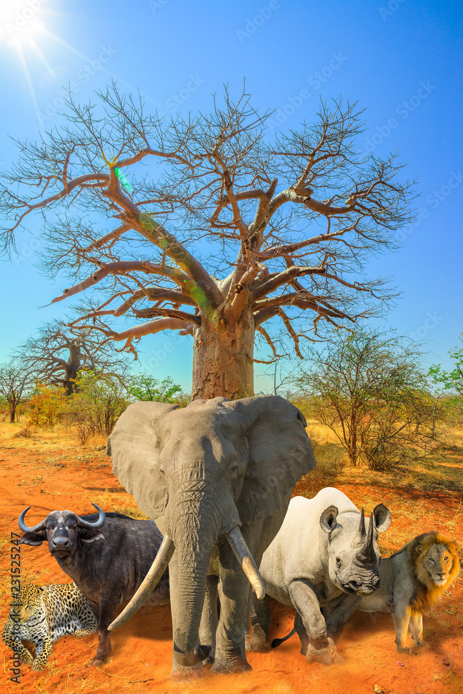 African baobab tree with Big Five collage: Leopard, Buffalo, Elephant,  Black Rhino and Lion in savannah landscape. African safari scene with wild  animals. Blue sky. Vertical shot. Dry season. Stock Photo |
