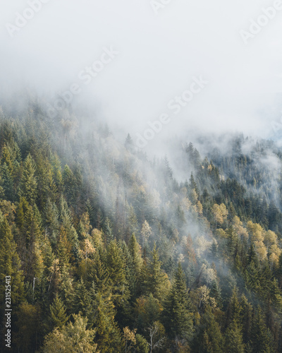 Misty forest seen from above © Simon