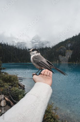 Whiskey jack bird sitting o...
