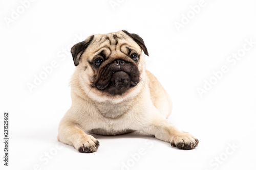 Cute pet dog pug breed lying and smile so funny and making serious and angry face isolated on white background