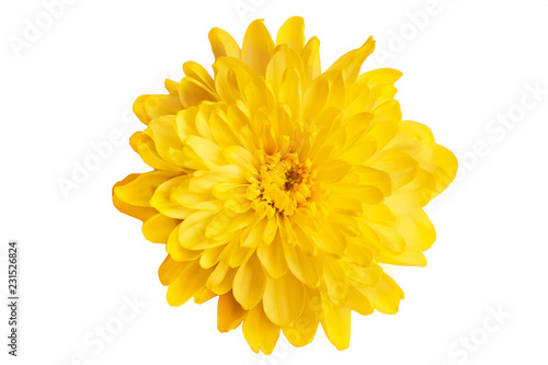 Yellow chrysanthemum on a white background close-up