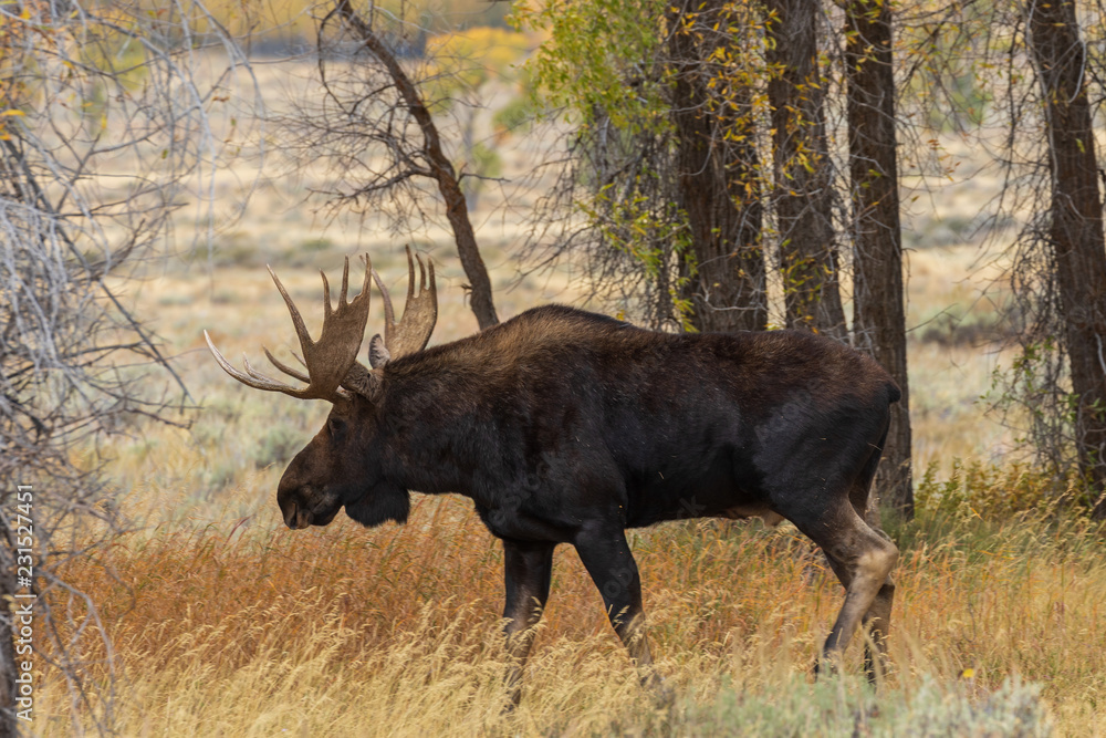 Bull Shiras Moose in the Fall Rut Bull Shiras Moose in the Fall Rut