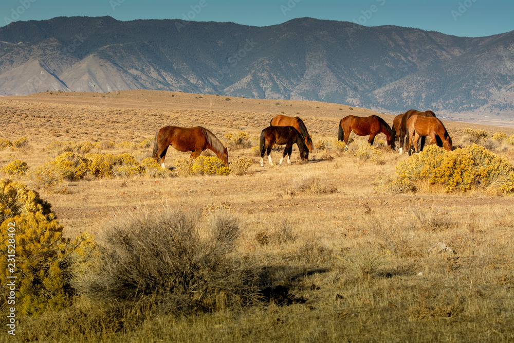 Black and brown wild mustangs grazing in a desert in Nevada, USA with mountains the background Black and brown wild mustangs grazing in a desert in Nevada, USA with mountains the background