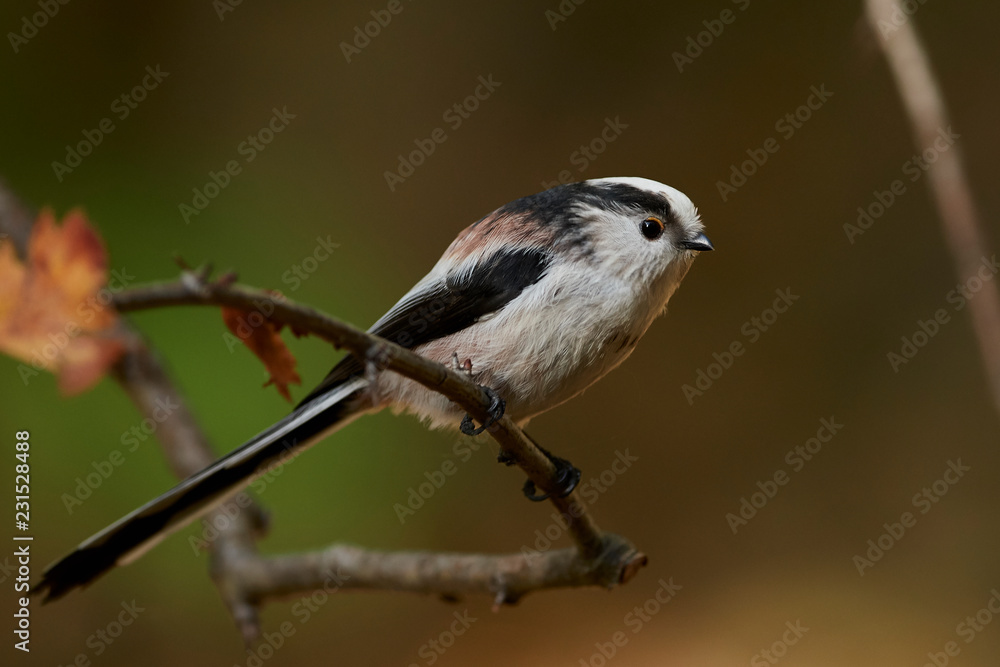 Long-tailed tit (Aegithalos caudatus) Long-tailed tit (Aegithalos caudatus)