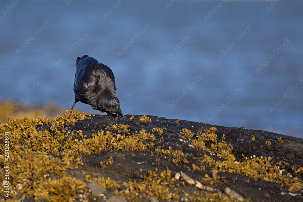 Obraz premium Corneille d'Amérique cherchant sa pitance sur le littoral