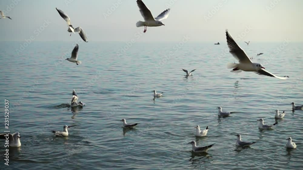 Seagulls fly over the sea. Slow Motion. Seagulls fly over the sea. Slow Motion.