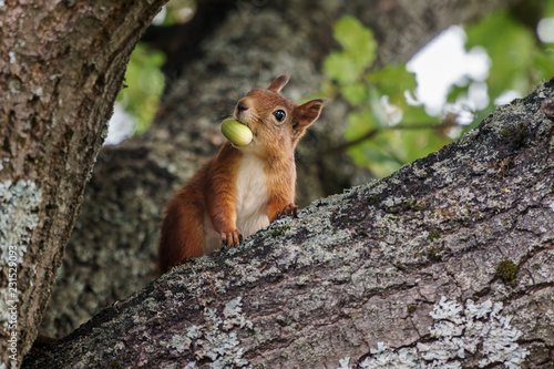 Squirrel with nut in tree