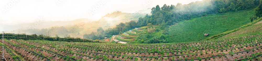 Panorama strawberry farm with background mountain and sunset sky at 