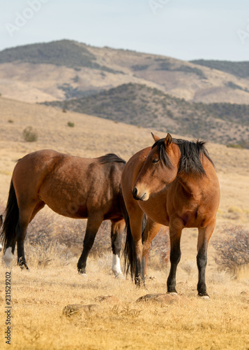 Brown wild mustangs in the desert