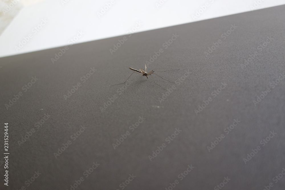 Mosquito al acecho Mosquito al acecho