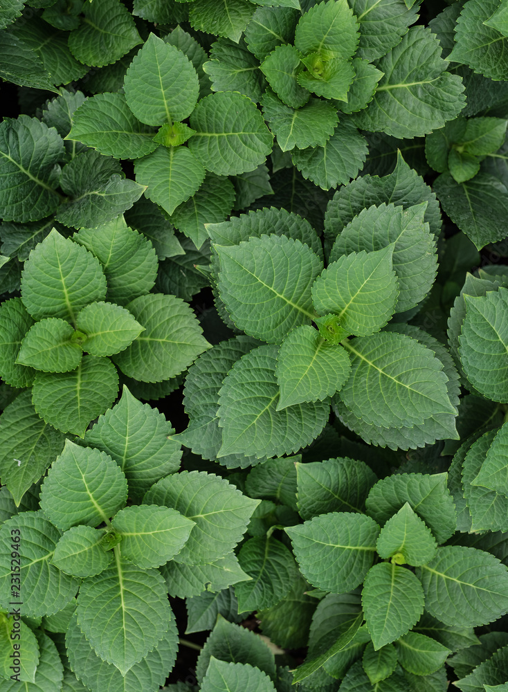 Green leaves background,Natural background,top view Green leaves background,Natural background,top view