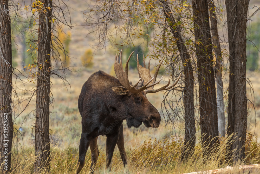 Bull Shiras Moose in the Fall Rut Bull Shiras Moose in the Fall Rut