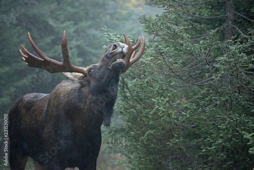 Comportement de flehmen chez un orignal mâle pendant le rut