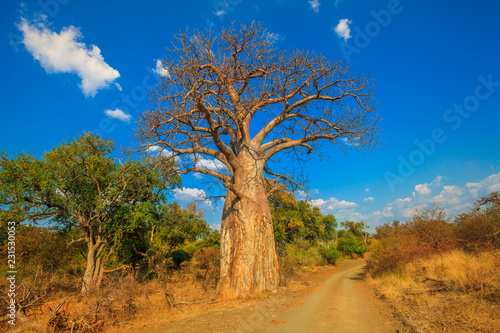 Tela Landscape of Baobab tree in Musina Nature Reserve, one of the largest collections of baobabs in South Africa