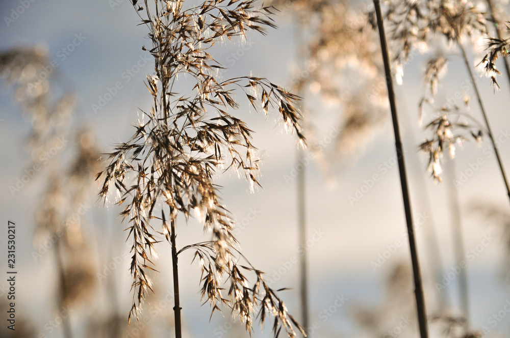 Fototapeta premium Ähren von Gräsern im Abendlicht